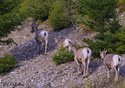 Ovis Canadensis